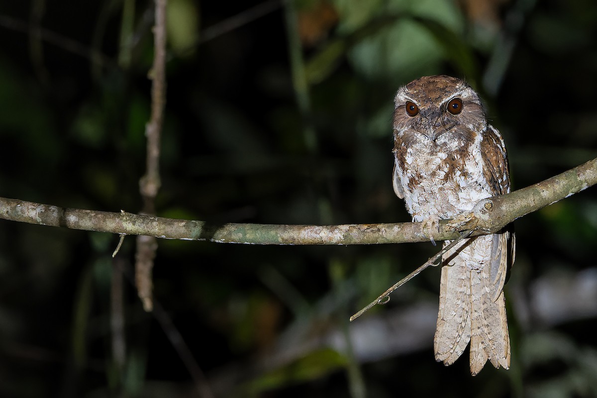 lelkoun mramorovaný [skupina ocellatus] - ML632432076