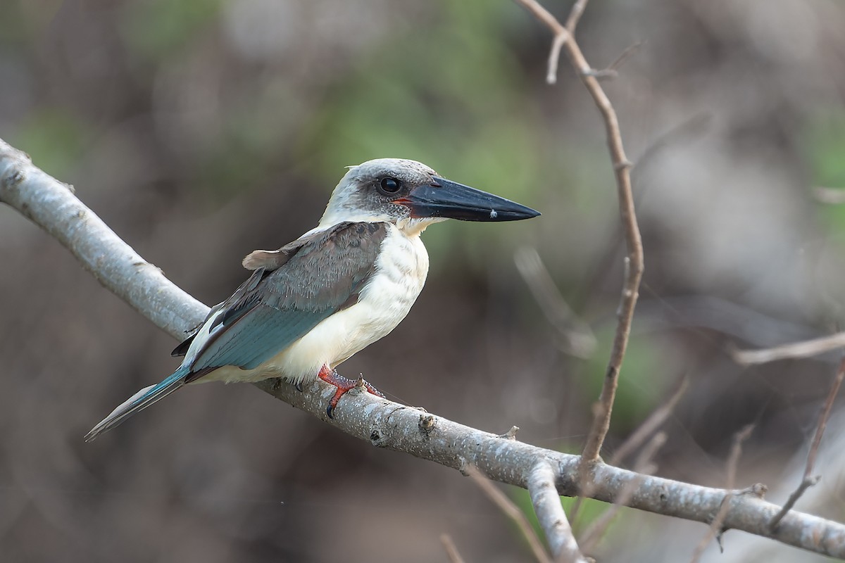 Great-billed Kingfisher - ML632432112