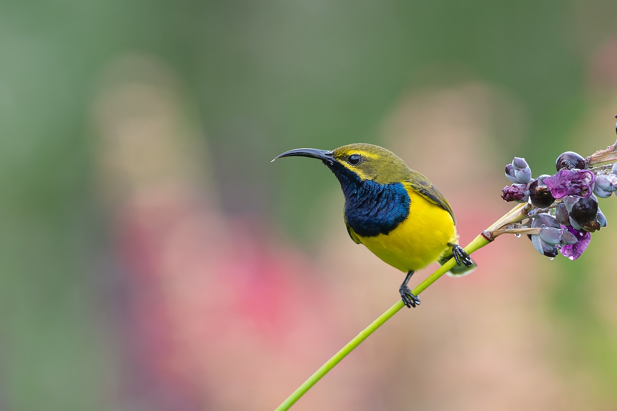 Sahul Sunbird - ML632432135