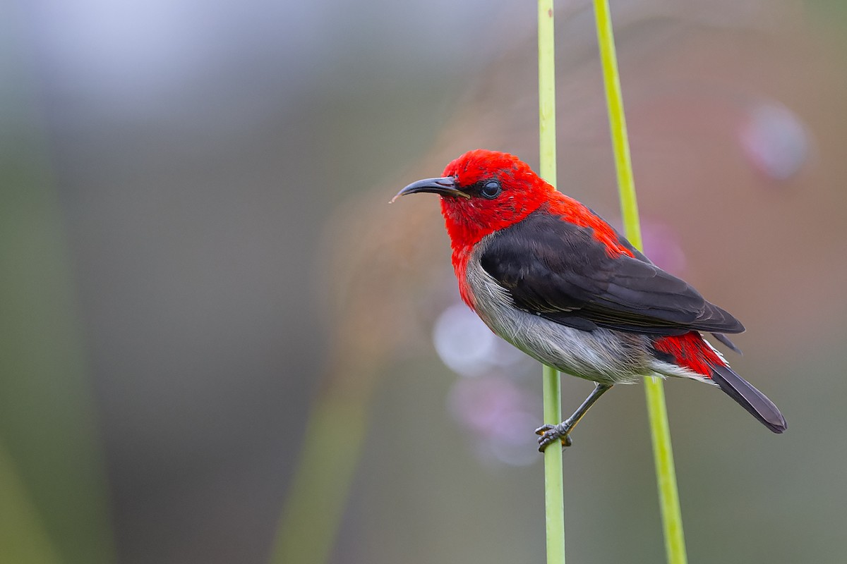Sulawesi Myzomela - ML632432139