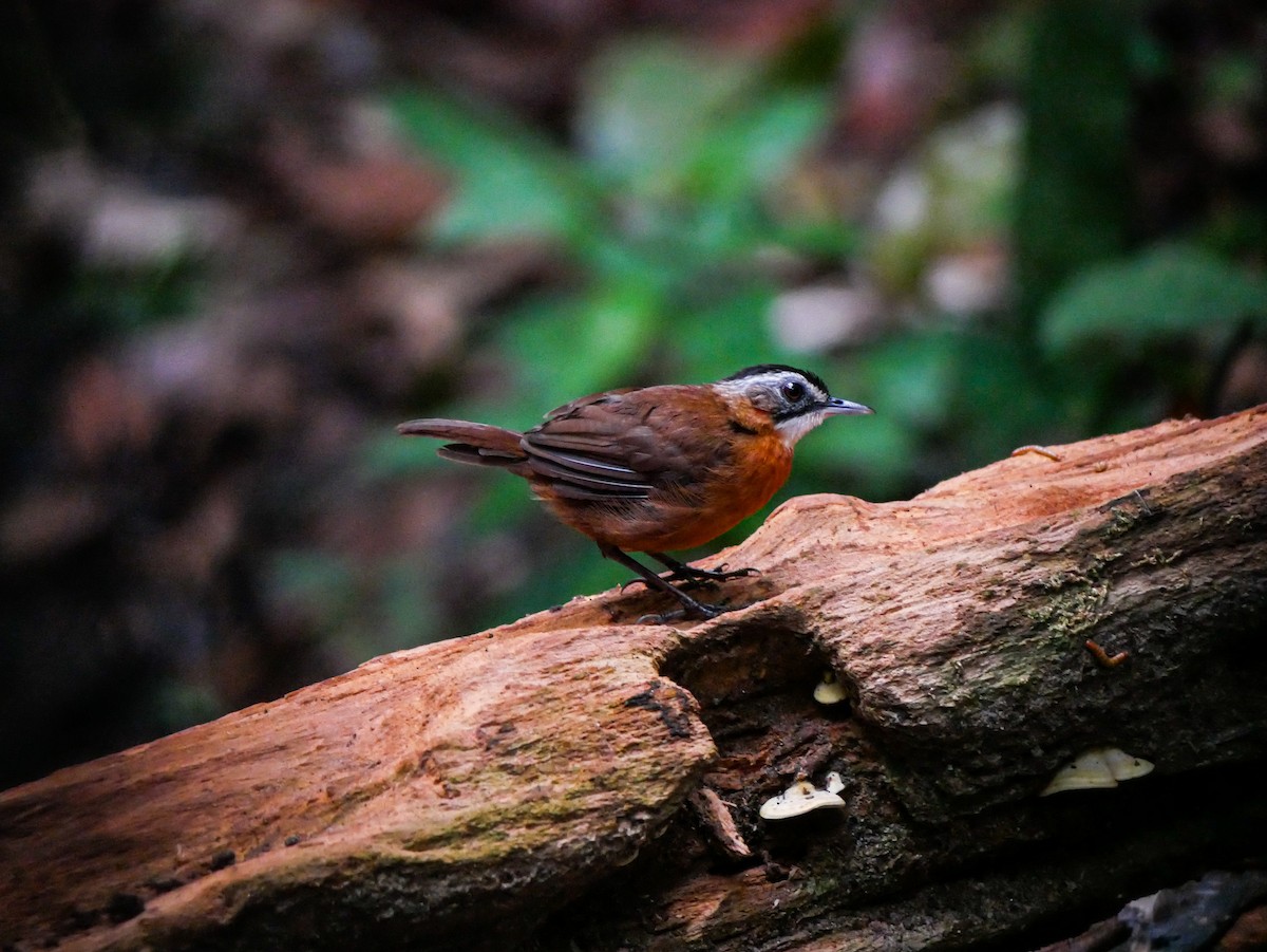 Malayan Black-capped Babbler - ML632432141