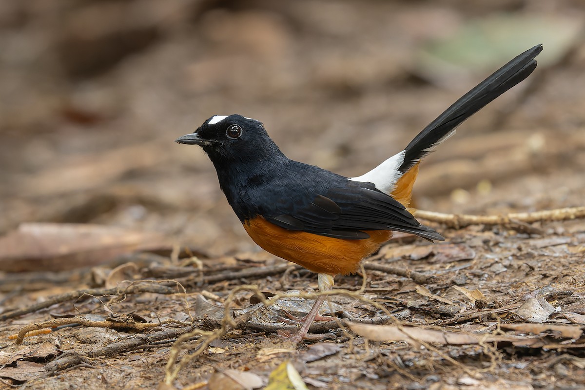 White-crowned Shama - ML632432162