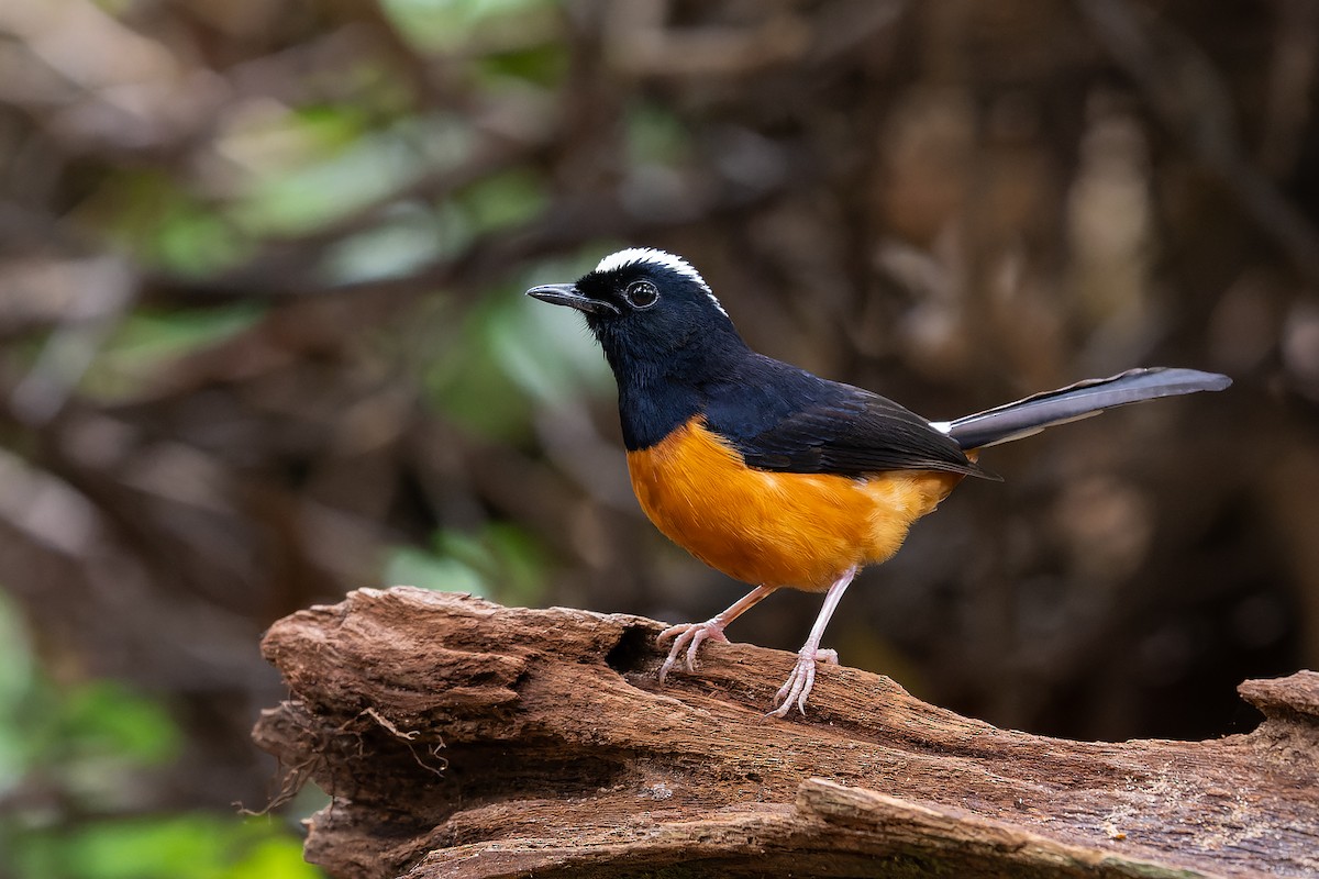 White-crowned Shama - ML632432164
