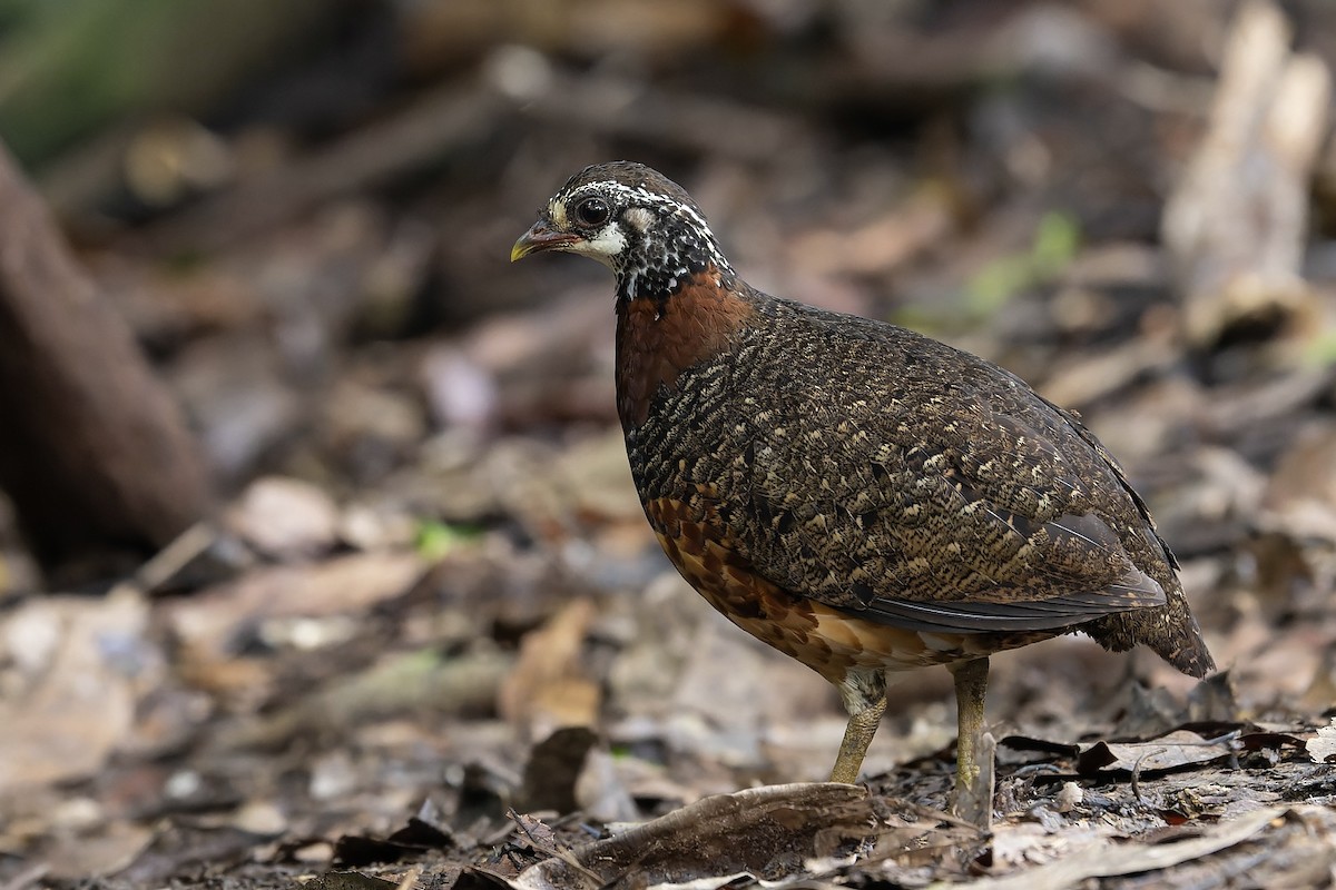 Sabah Partridge - ML632432177