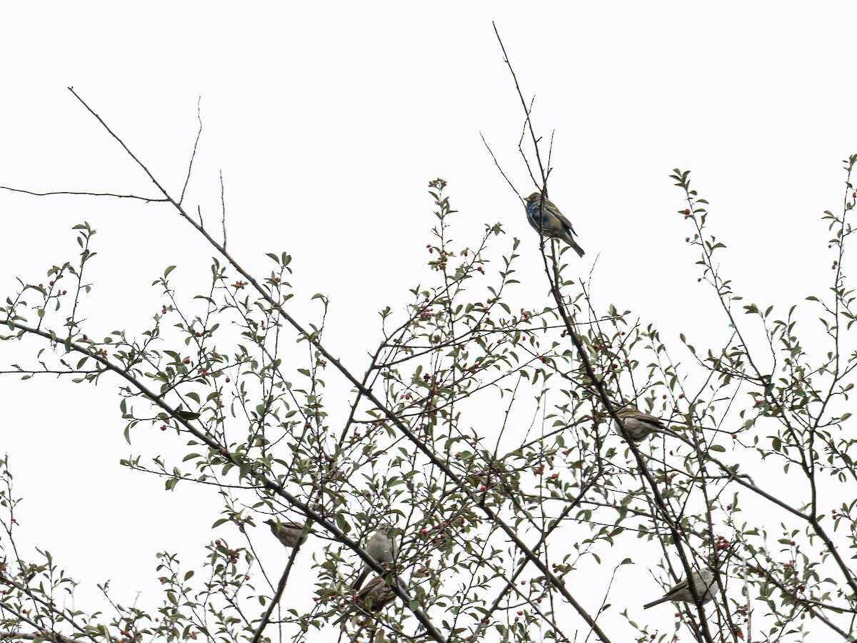 Indigo Bunting - ML632432185