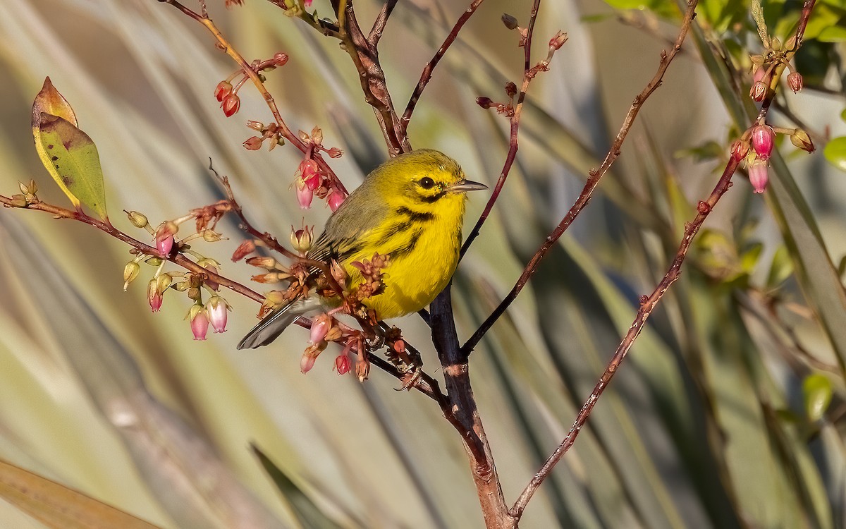 Prairie Warbler - ML632432210