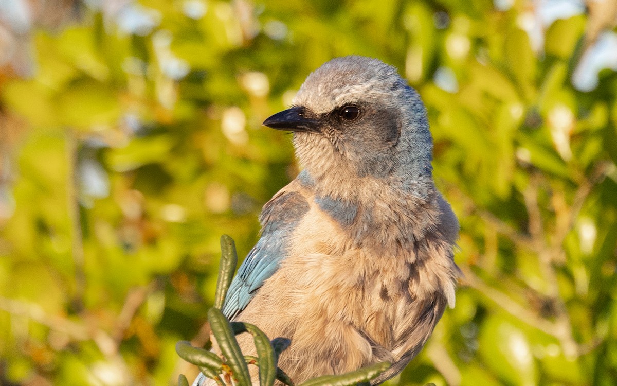 Florida Scrub-Jay - ML632432212