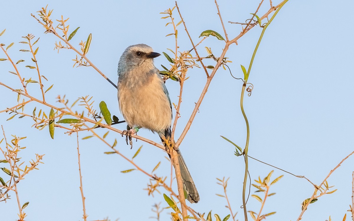 Florida Scrub-Jay - ML632432213