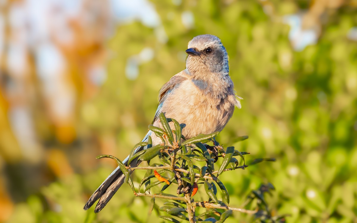 Florida Scrub-Jay - ML632432214