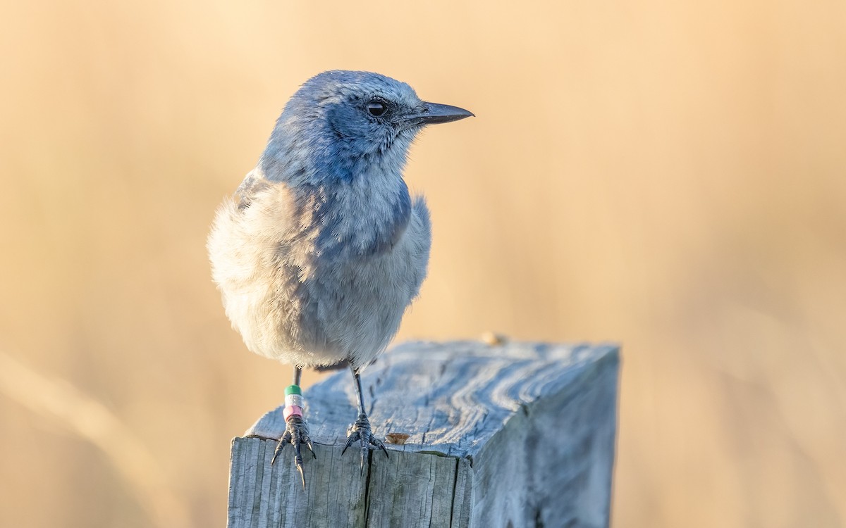 Florida Scrub-Jay - ML632432215