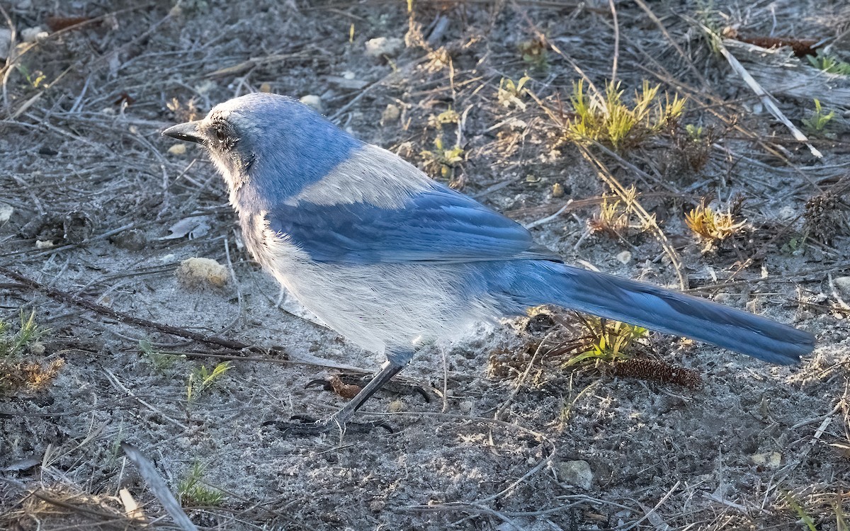 Florida Scrub-Jay - ML632432216