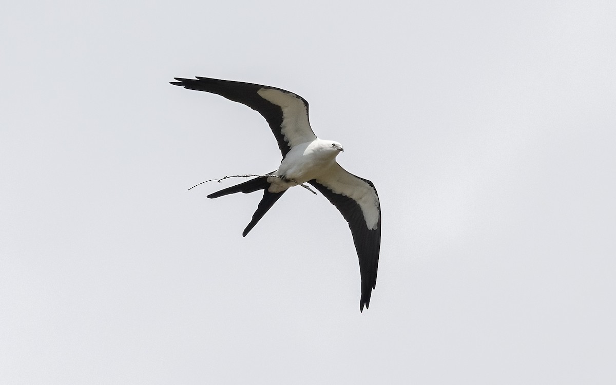 Elanio Tijereta - ML632432292