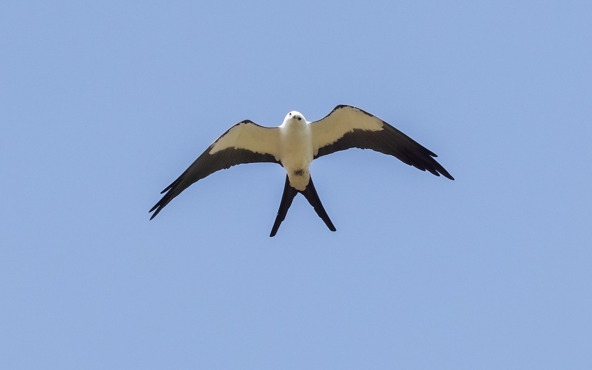 Elanio Tijereta - ML632432293