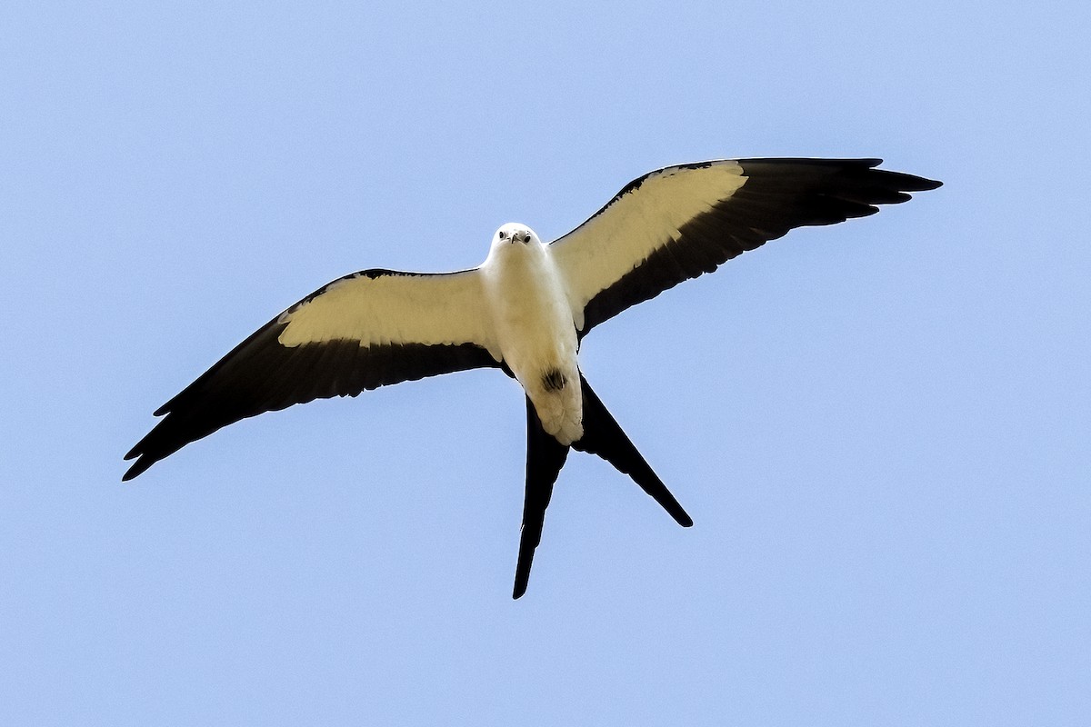 Elanio Tijereta - ML632432294