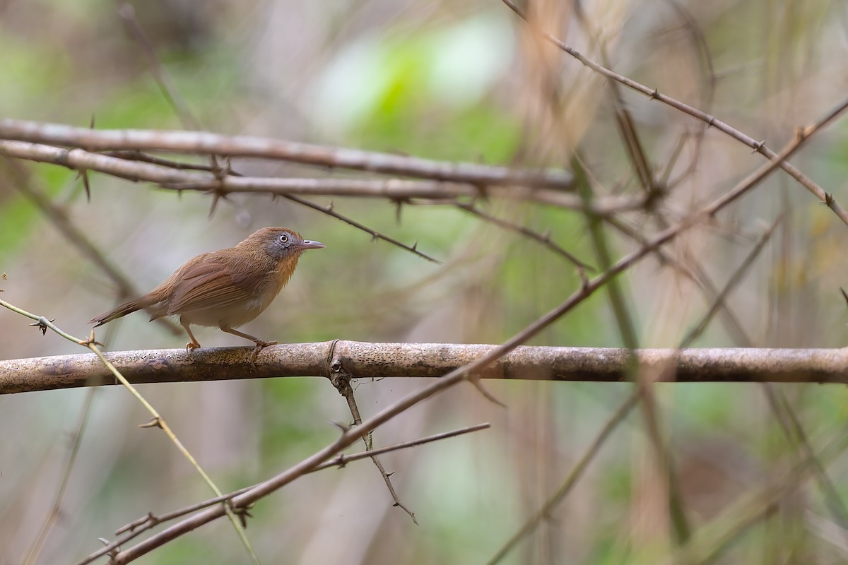 Gray-cheeked Tit-Babbler - ML632432319