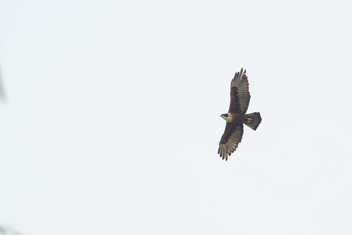 Rufous-bellied Eagle - ML632432329