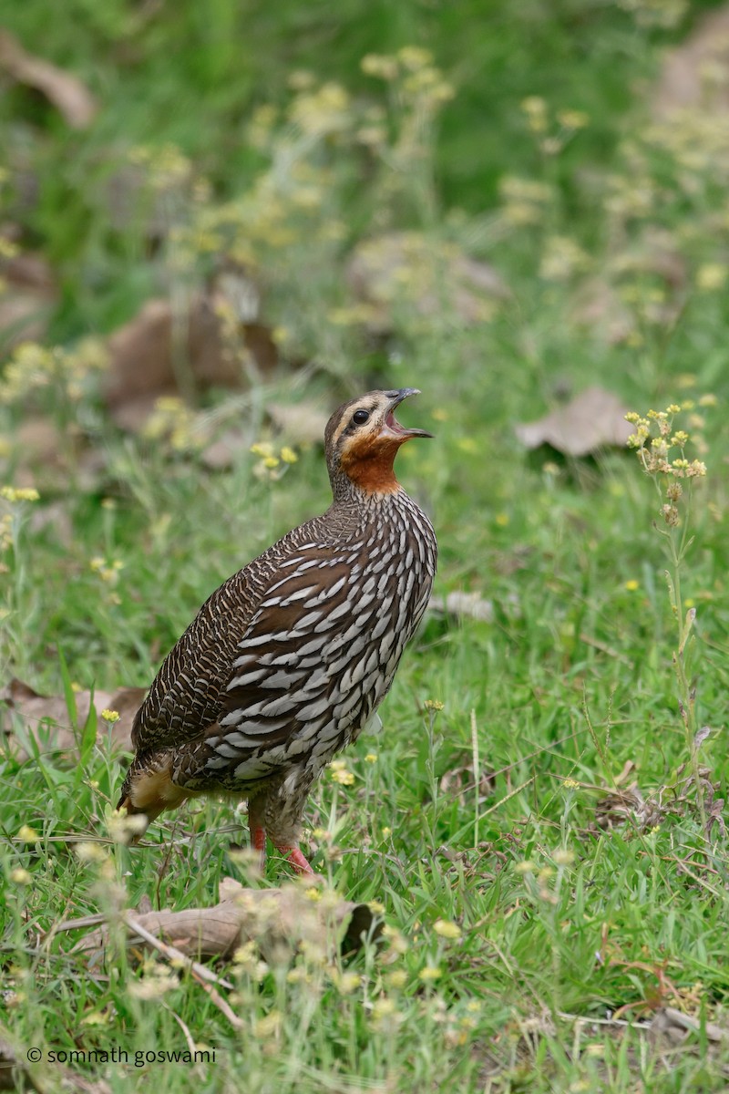 Swamp Francolin - ML632432383