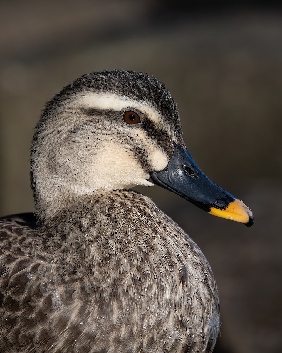 Eastern Spot-billed Duck - ML632432406