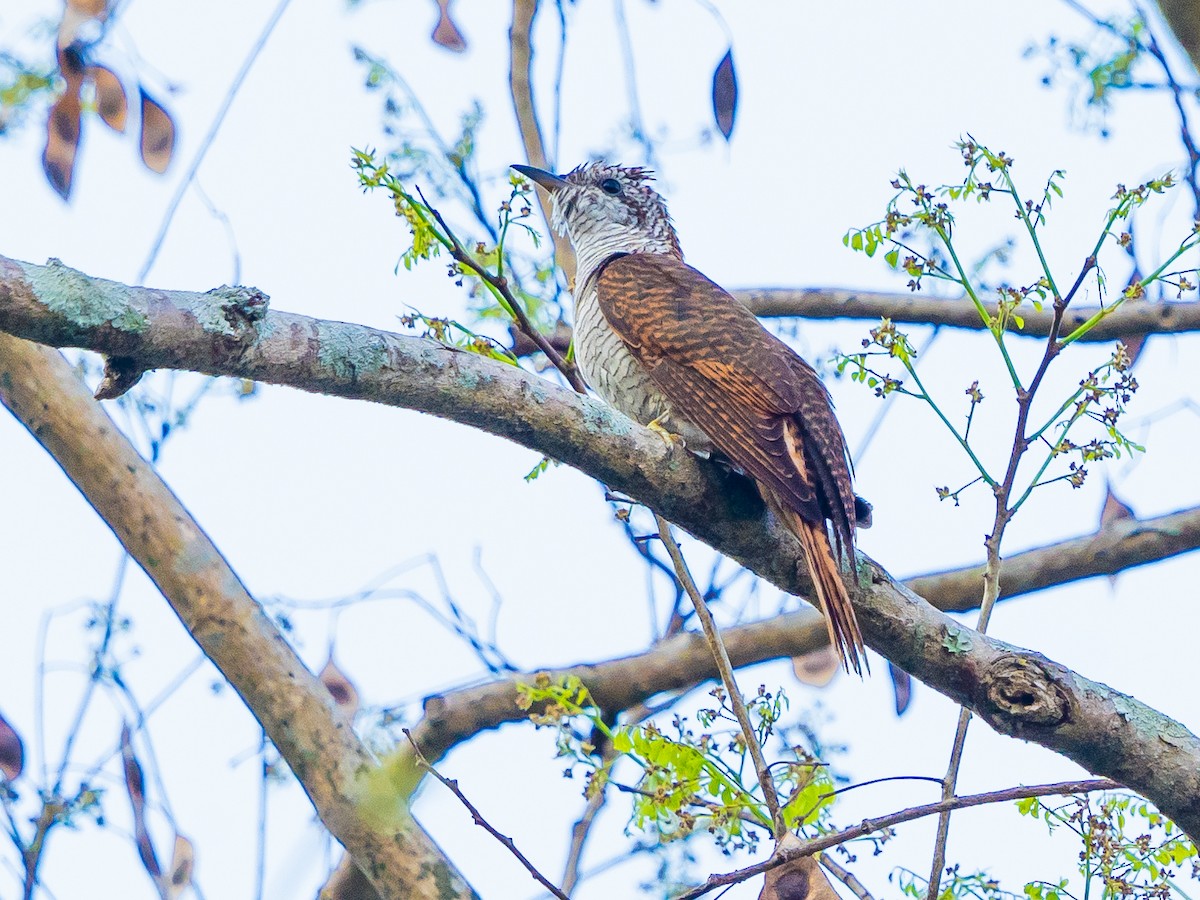 vatregjøk - ML632432509