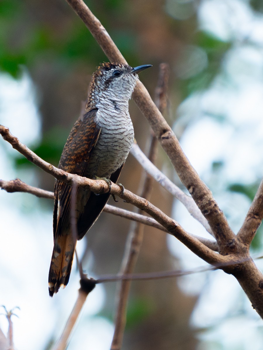 vatregjøk - ML632432510