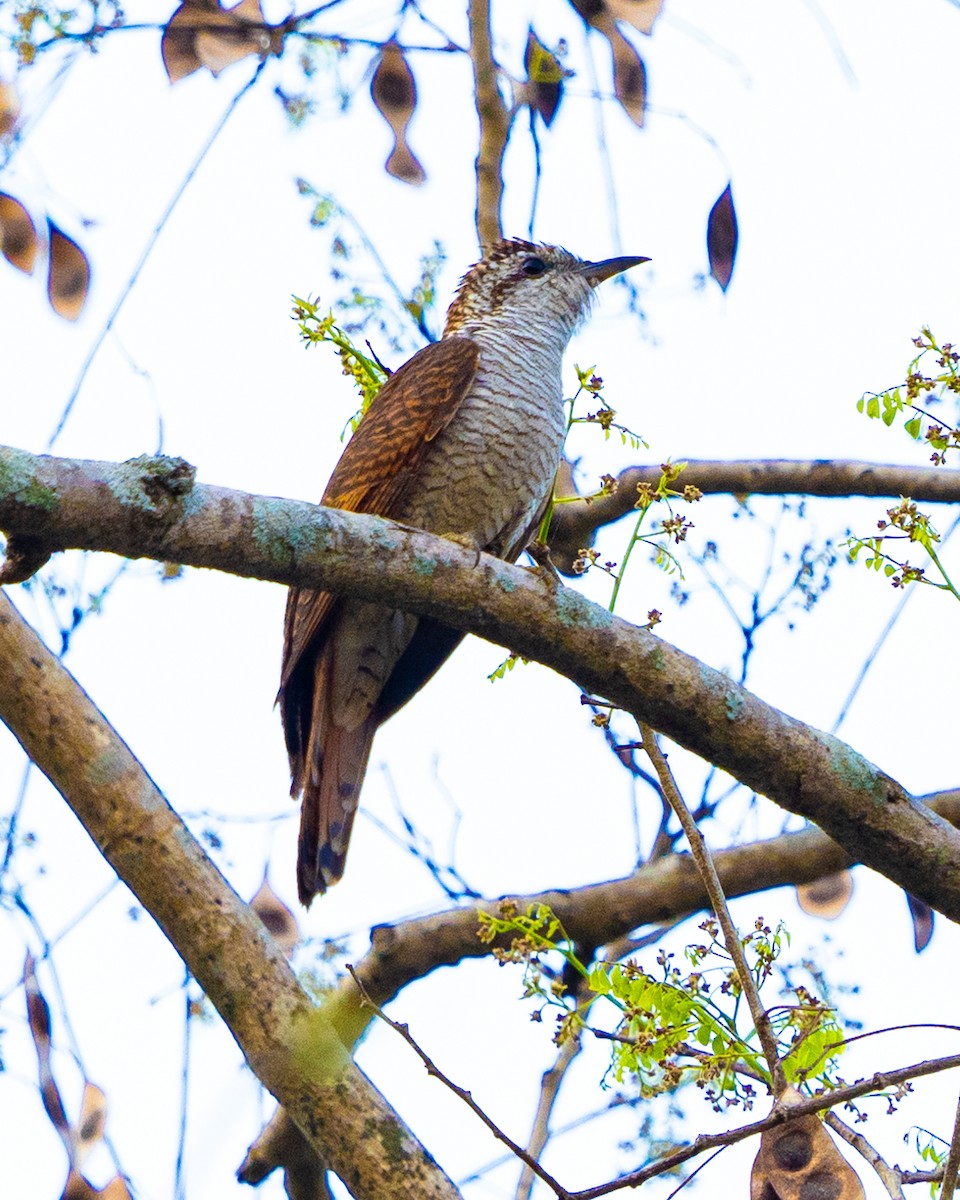 vatregjøk - ML632432511