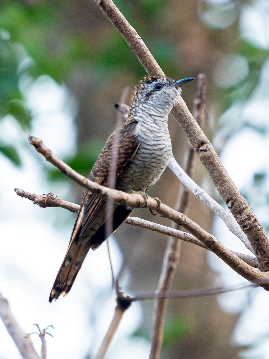 vatregjøk - ML632432512