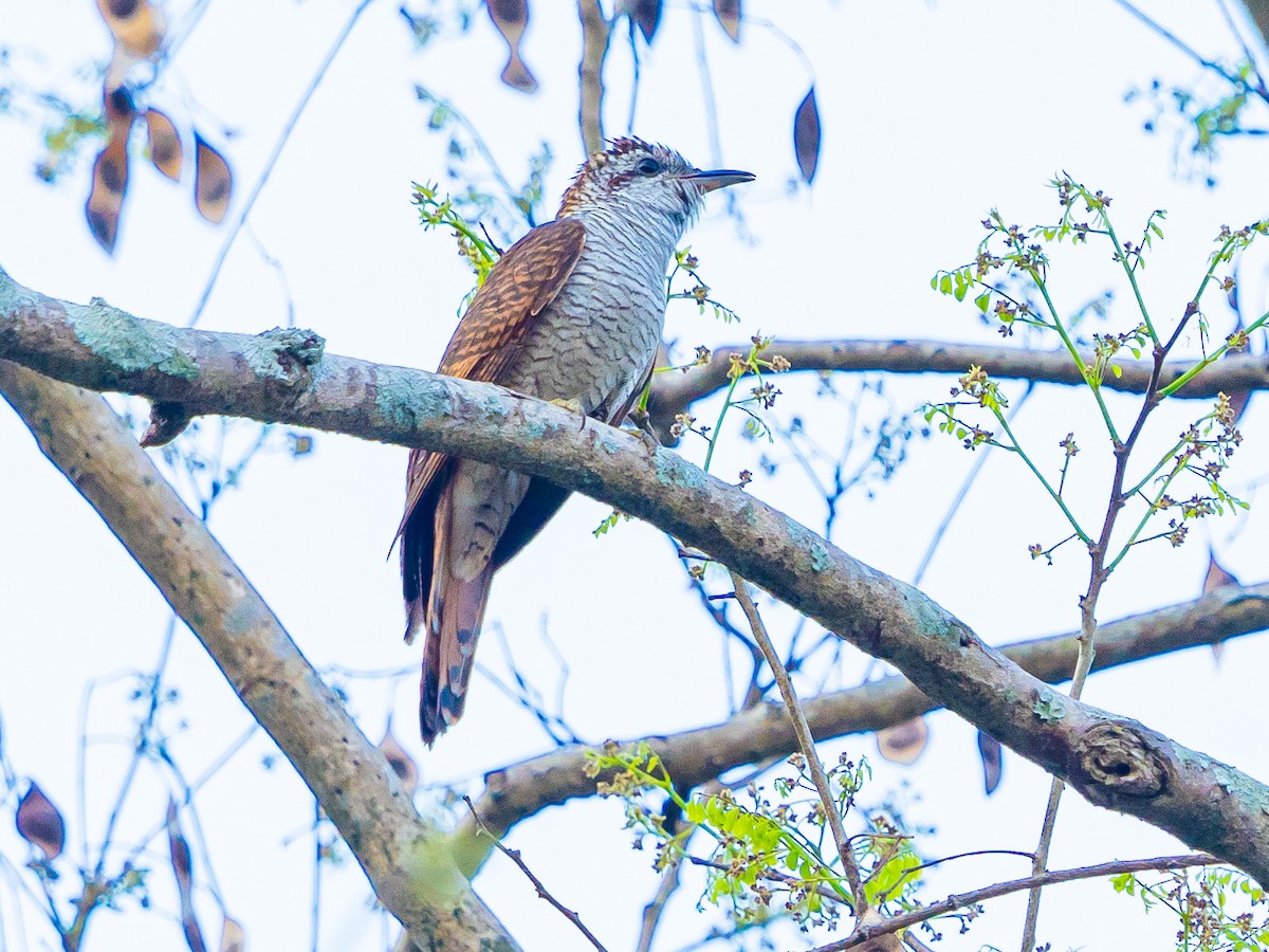 vatregjøk - ML632432513