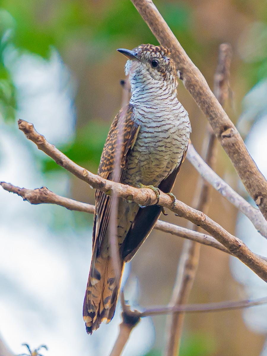 vatregjøk - ML632432514