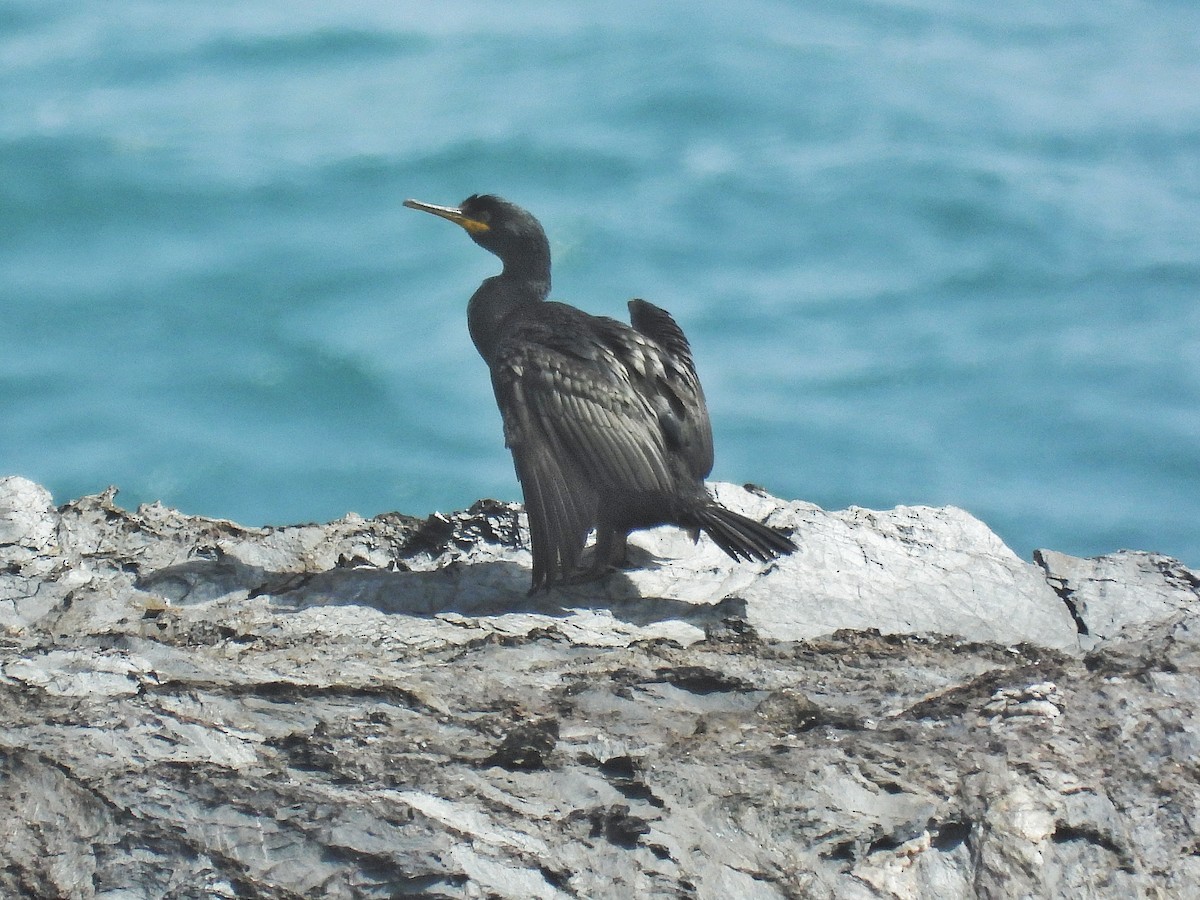 European Shag - ML632432634