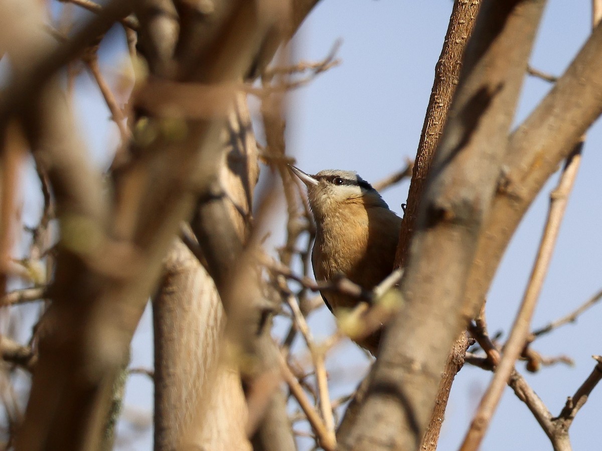 Eurasian Nuthatch - ML632432725