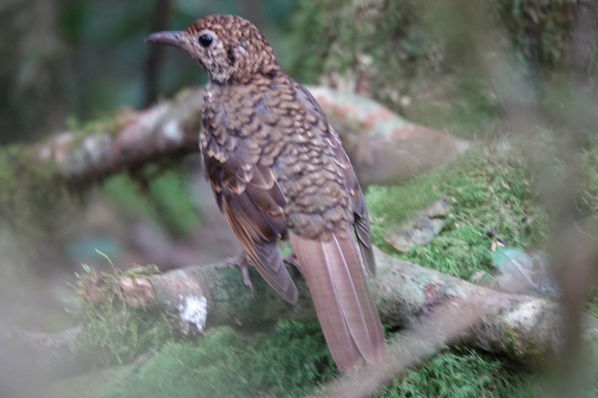 Bassian Thrush - ML632432775