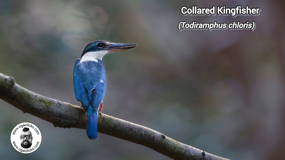 Collared Kingfisher - ML632432981