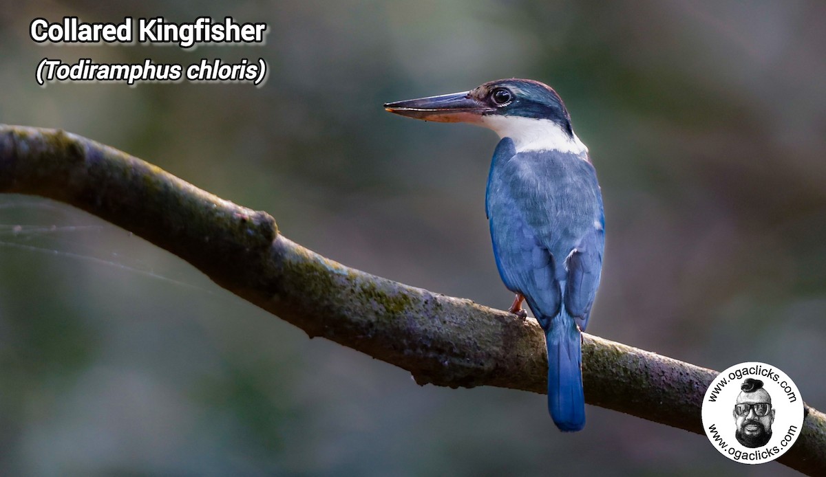Collared Kingfisher - ML632432982