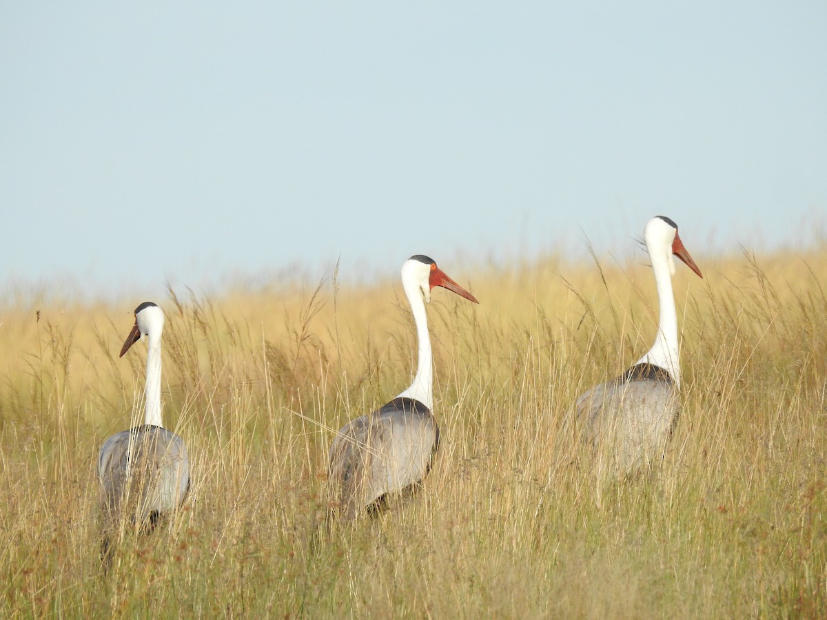 Wattled Crane - ML632433065