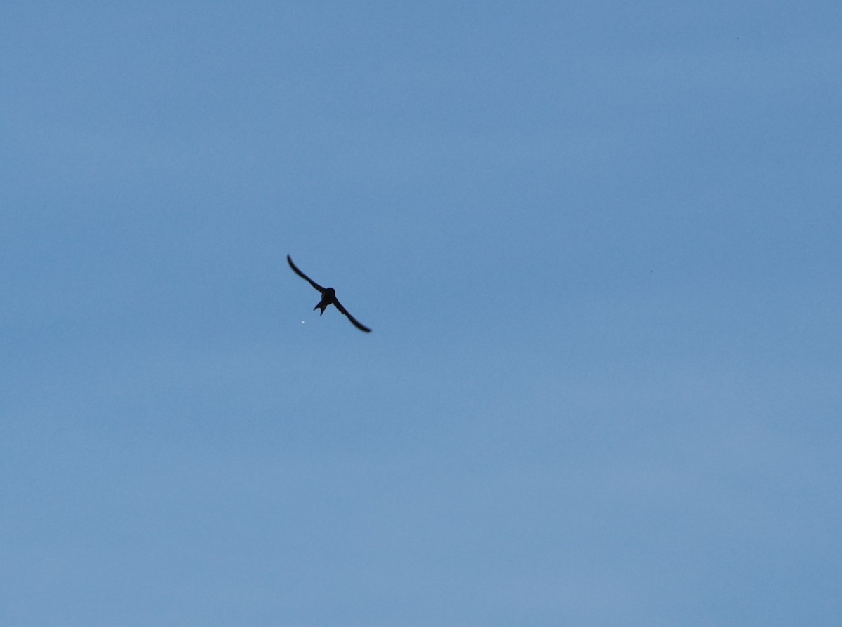 Ластівка сільська - ML632433309