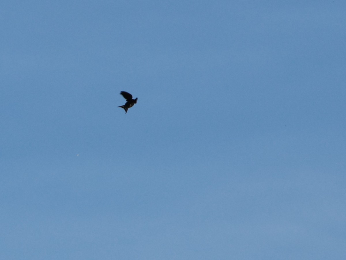 Ластівка сільська - ML632433310