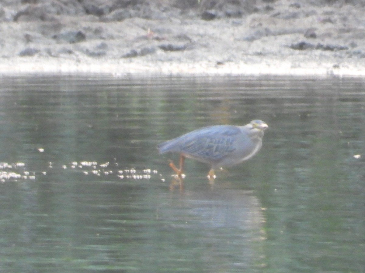 ササゴイ - ML632433397