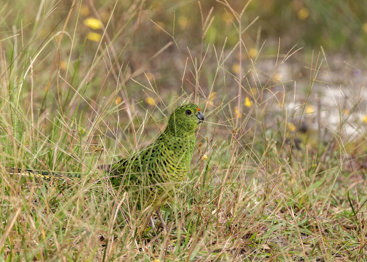 キジインコ - ML632433401