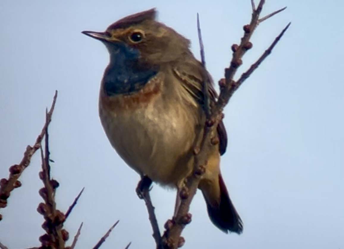 オガワコマドリ（cyanecula／namnetum） - ML632433408