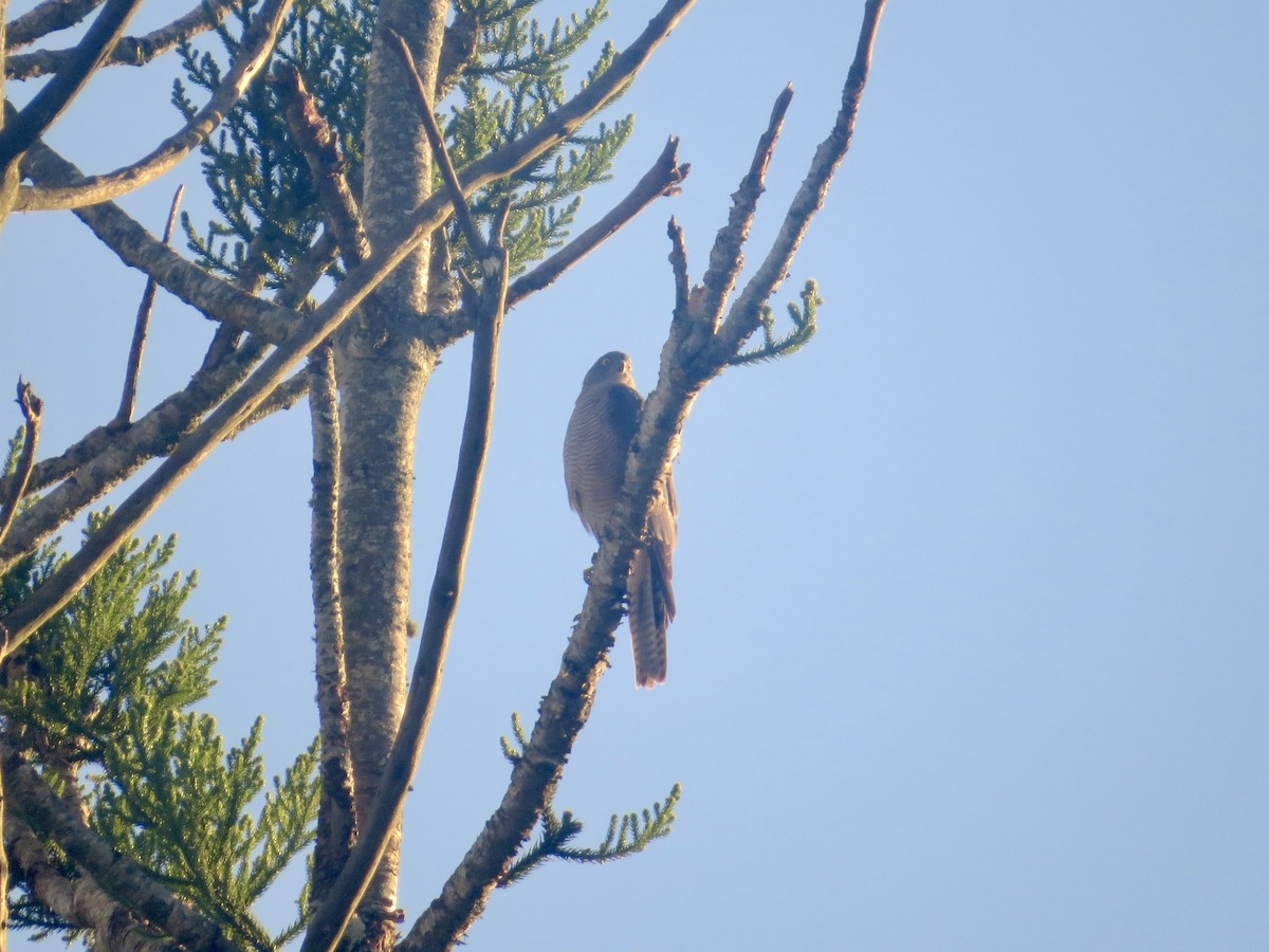 Collared Sparrowhawk - ML632433460