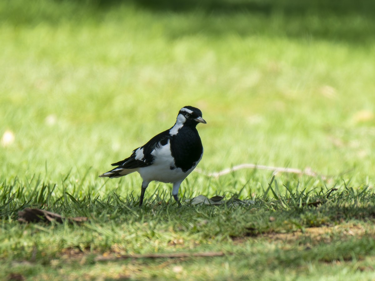 Magpie-lark - ML632433580
