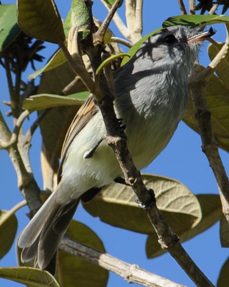 Marañon Tyrannulet - ML632433670