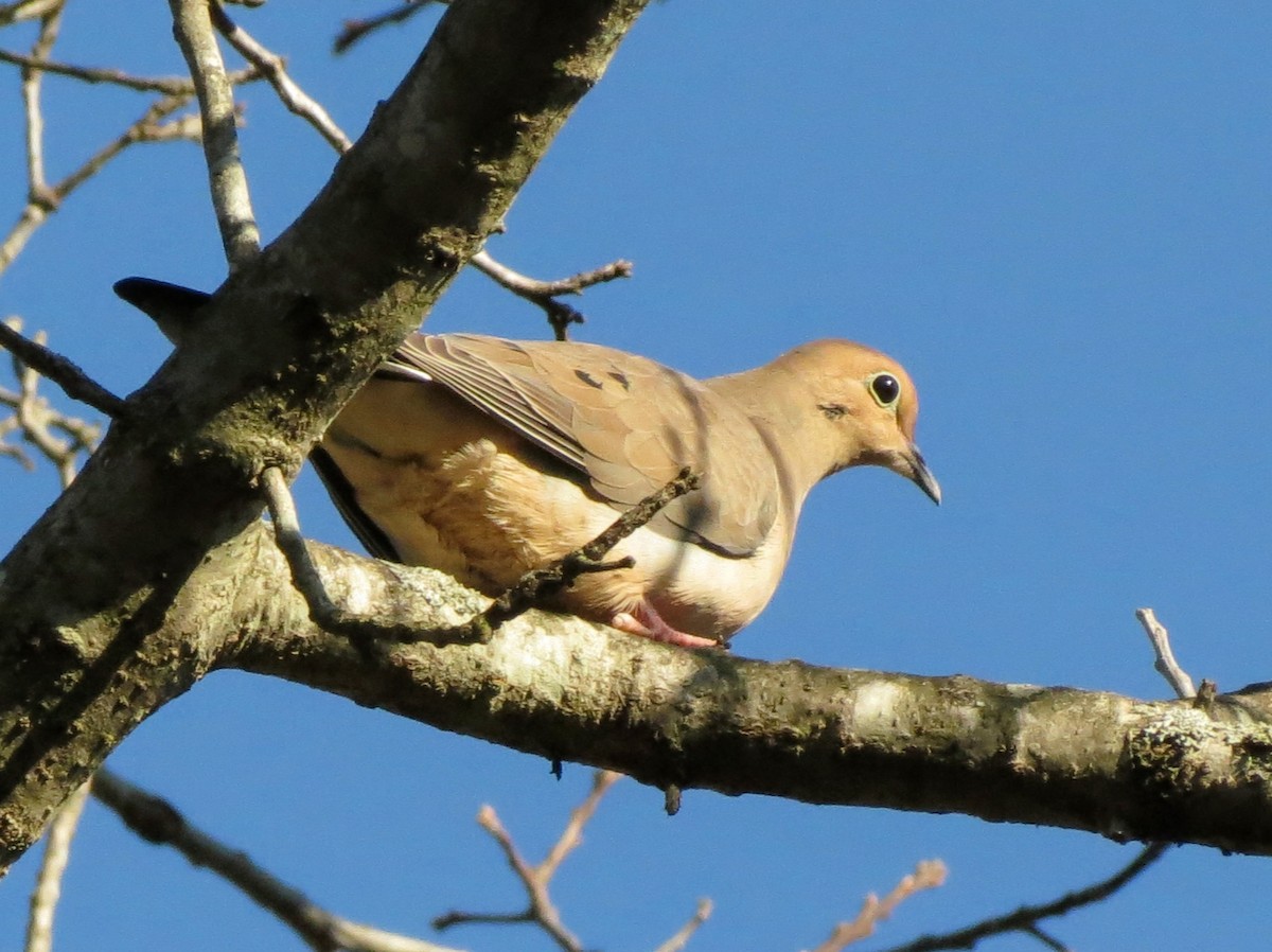 Mourning Dove - ML632433758