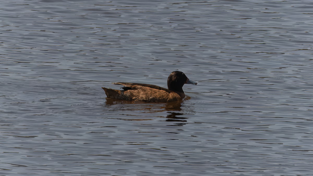 Black-headed Duck - ML632433864