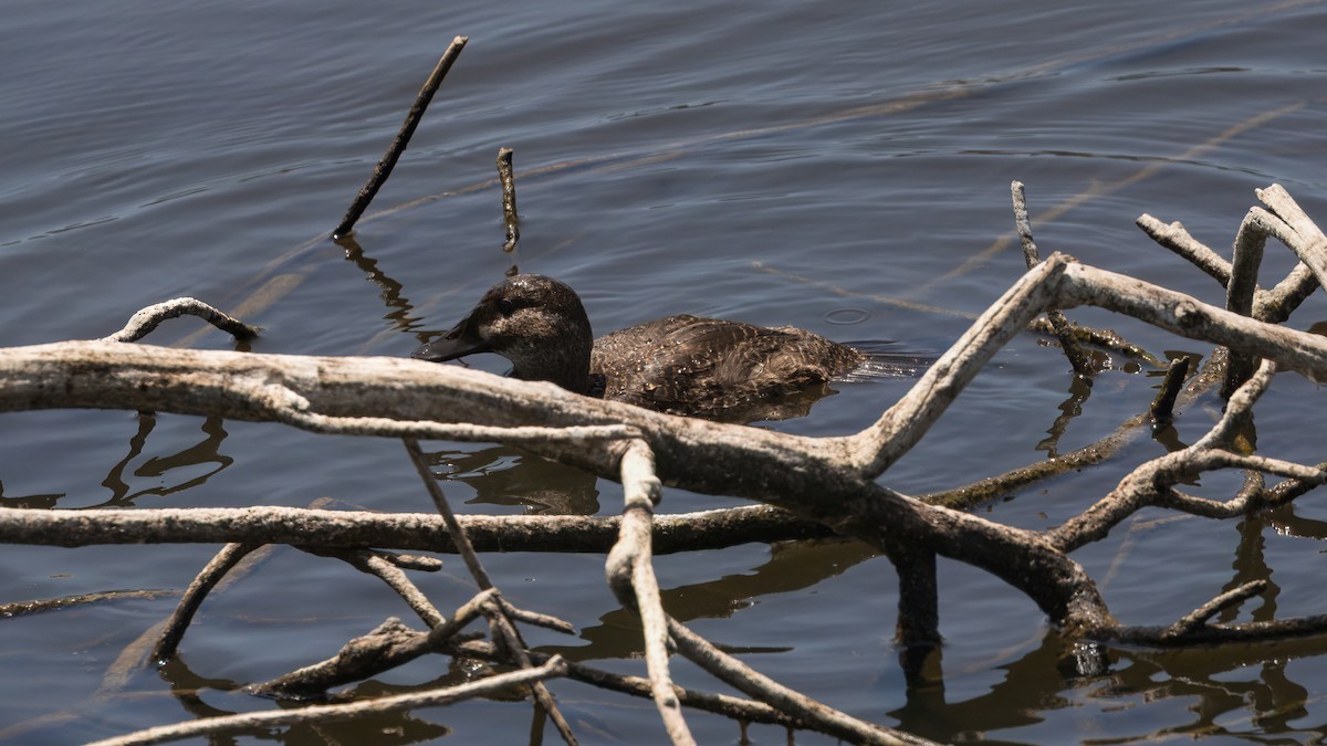 Black-headed Duck - ML632433953