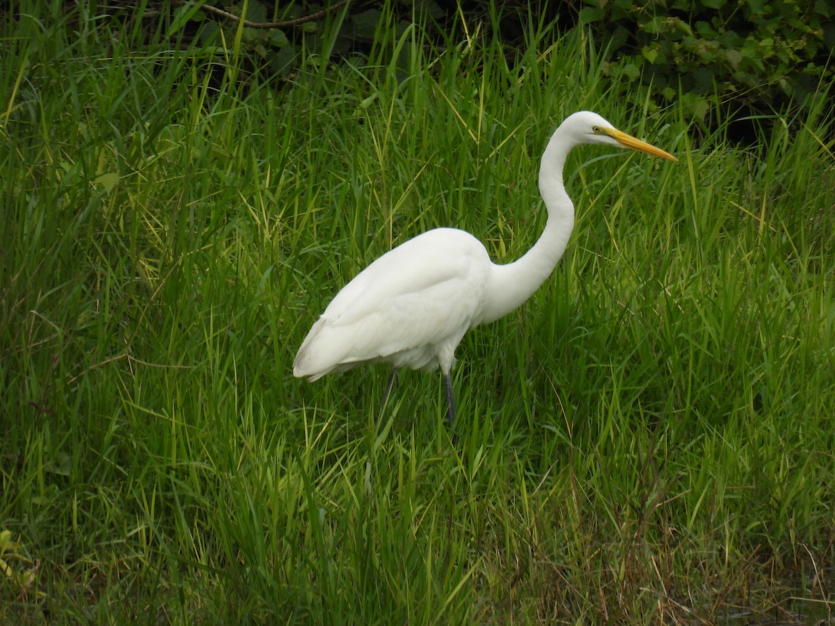 Great Egret - ML632434021