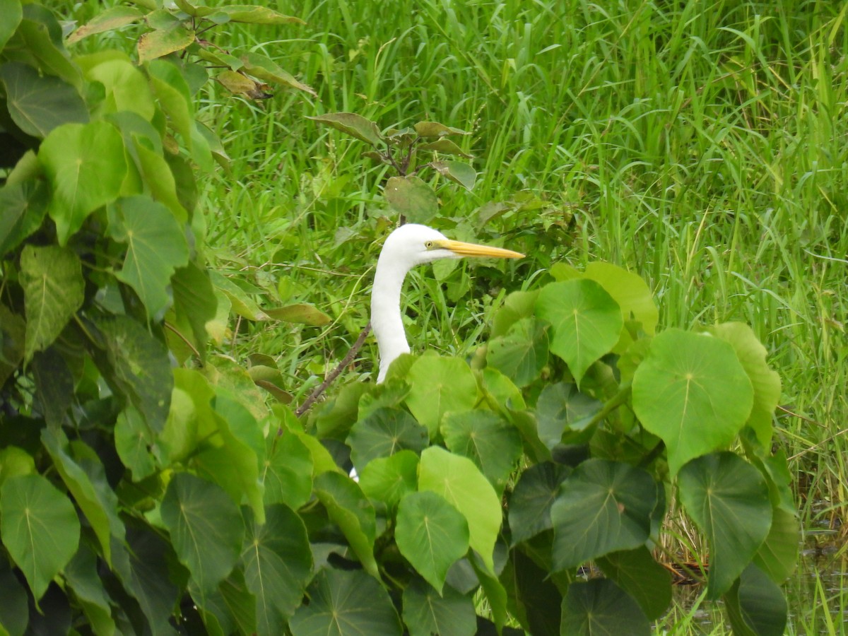 Great Egret - ML632434022