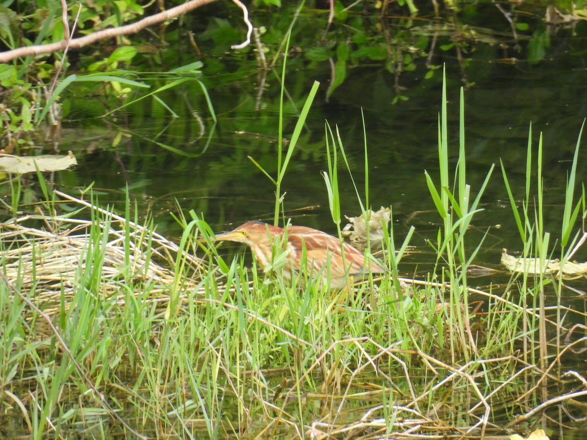 Yellow Bittern - ML632434024