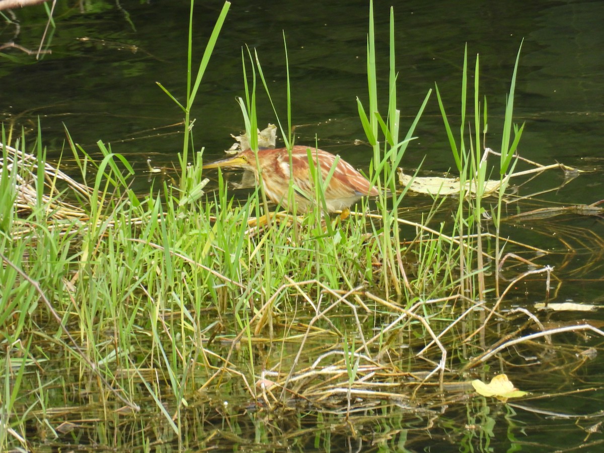Yellow Bittern - ML632434034