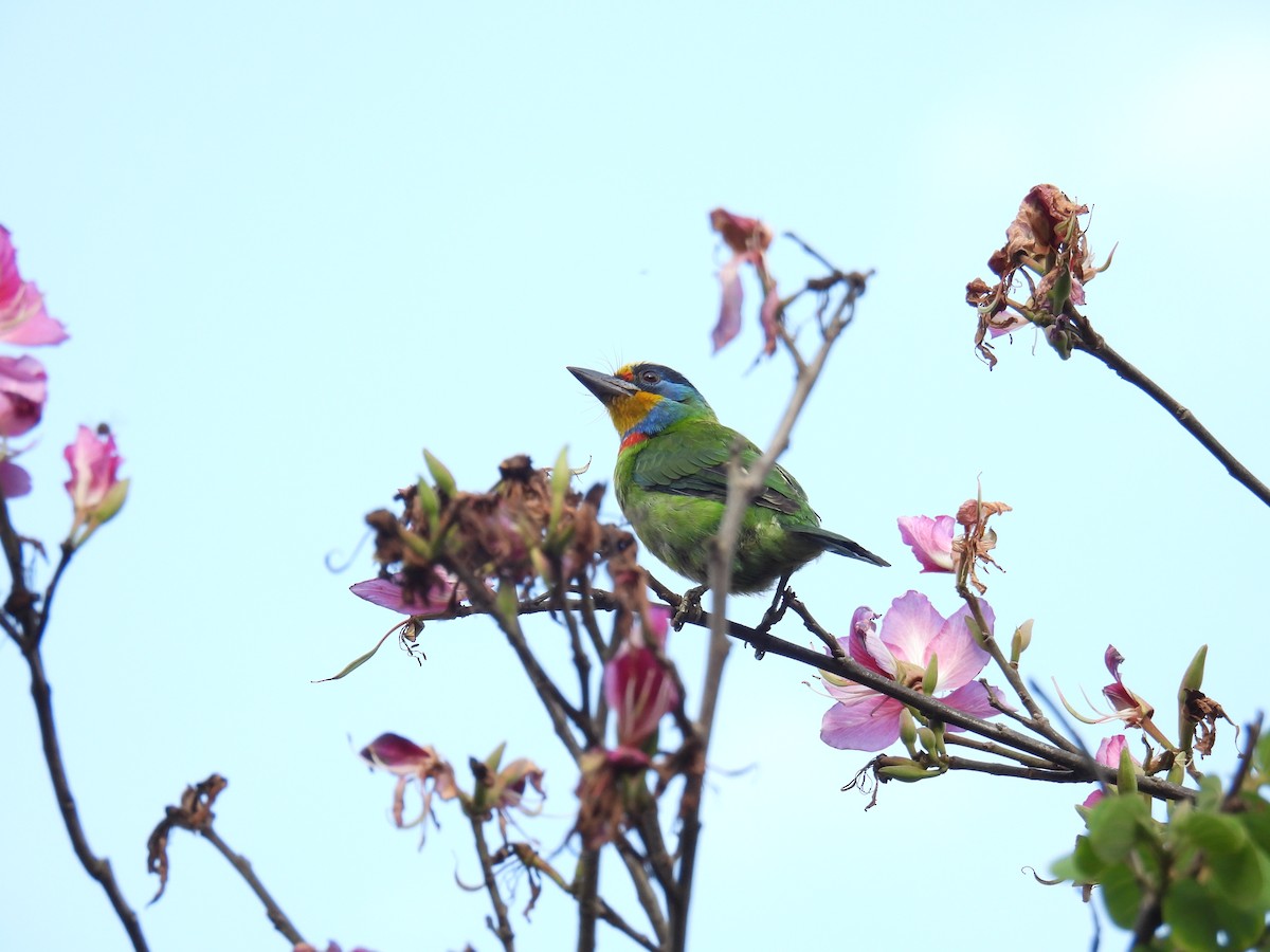 Taiwan Barbet - ML632434057